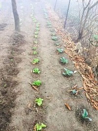 Gardening project in Mahwalala